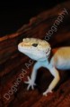/album/photogallery/dsc-0078-watermarked-jpg/